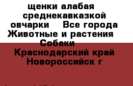 щенки алабая ( среднекавказкой овчарки) - Все города Животные и растения » Собаки   . Краснодарский край,Новороссийск г.